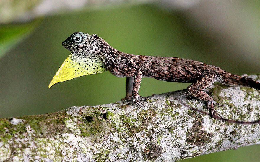 Singapore,Singapore Botanic Gardens, Gecko